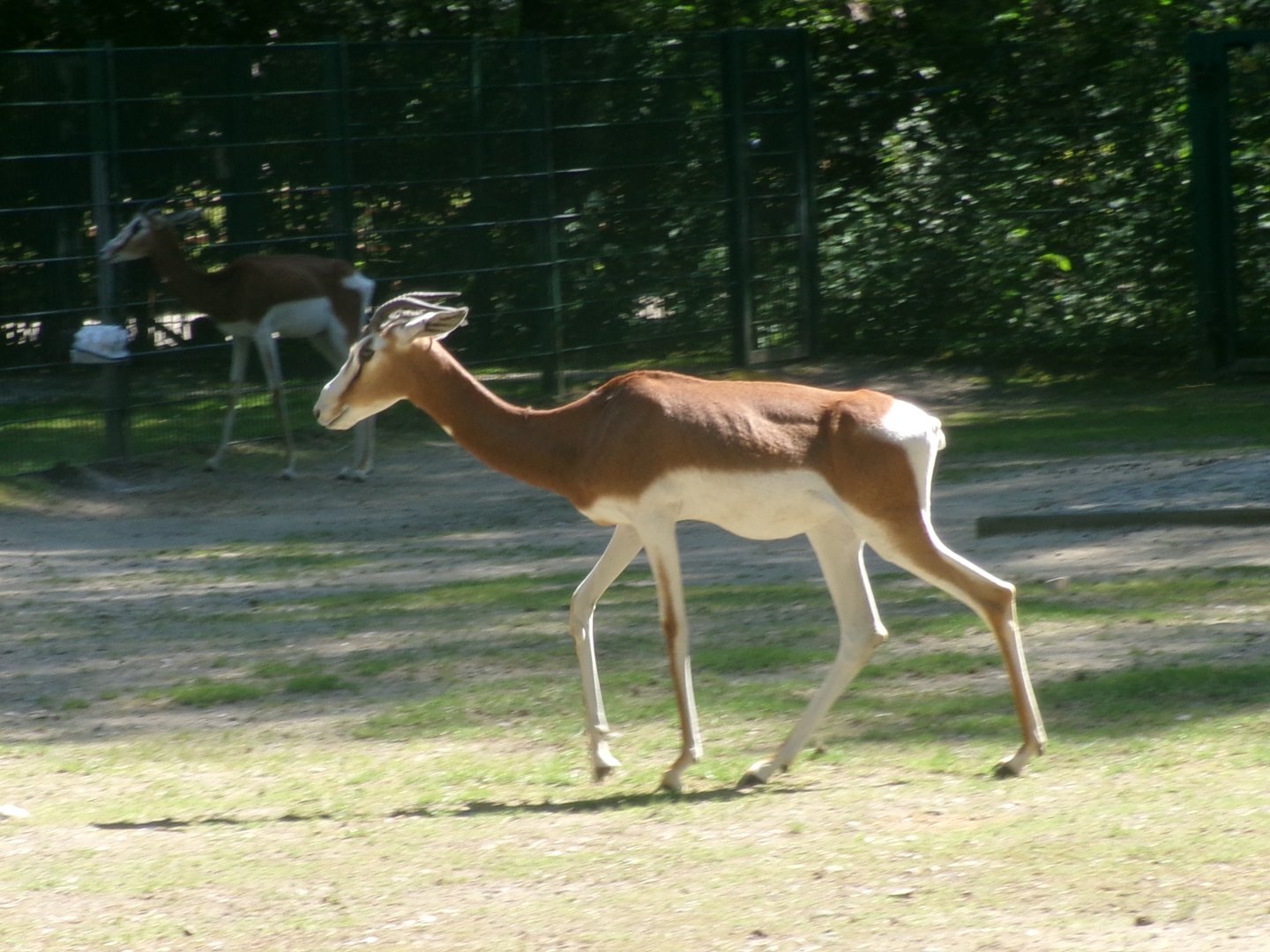 Western dama gazelles