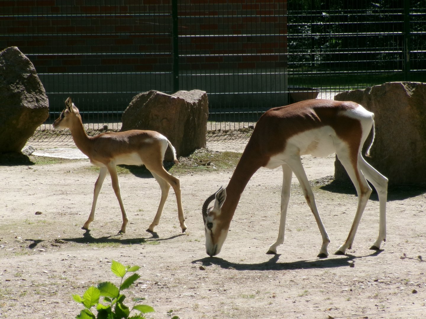 Western dama gazelles