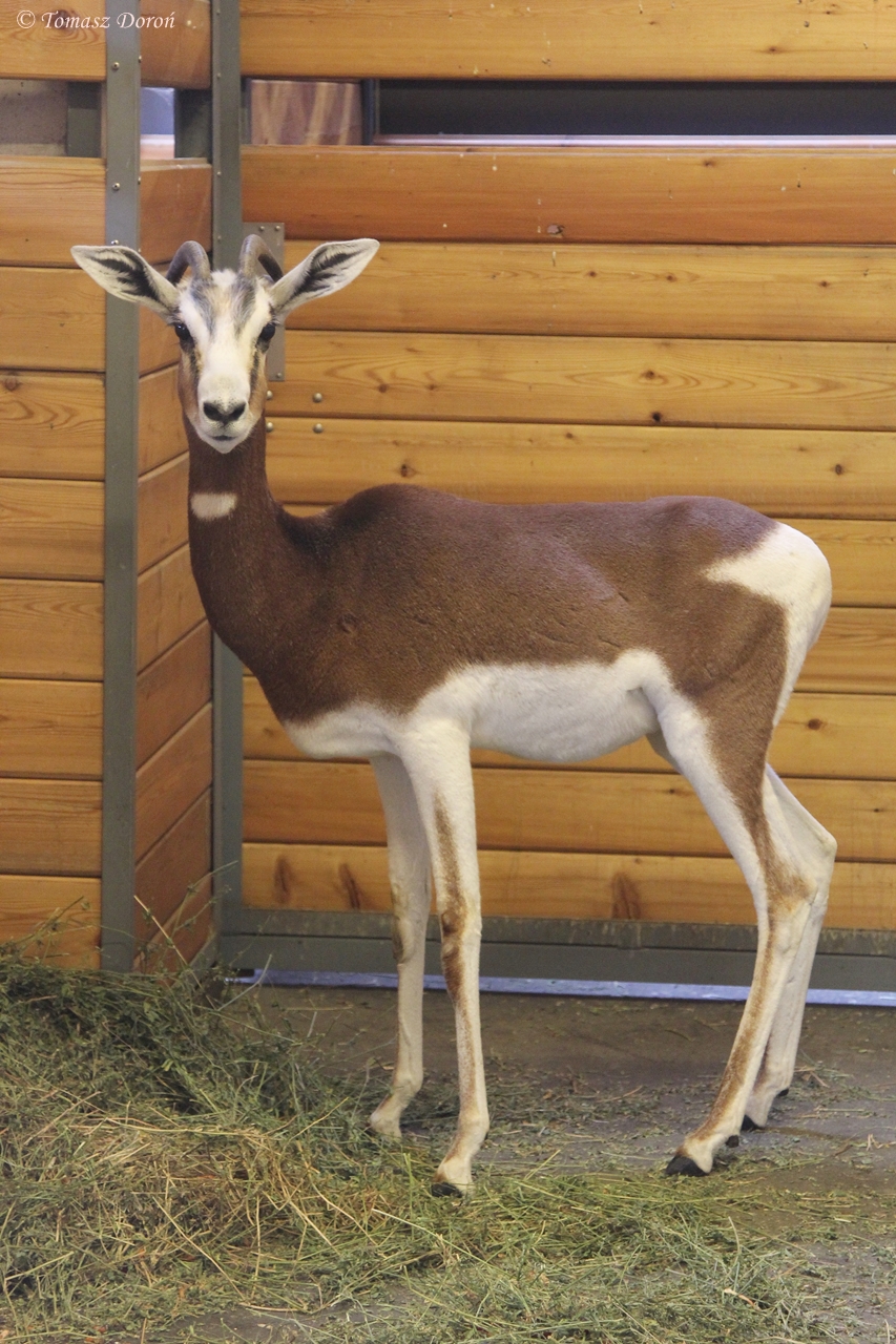 Western Dama / Mhorr (Nanger dama mhorr)