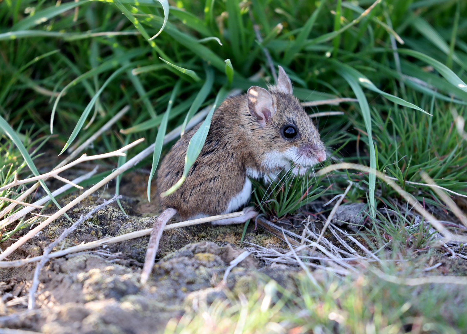 Western Deer Mouse (Peromyscus sonoriensis)