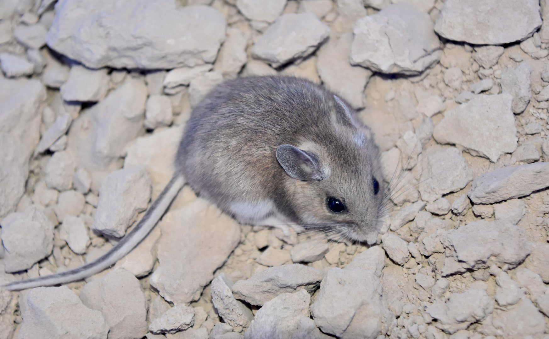 Western Deer Mouse (Peromyscus sonoriensis)
