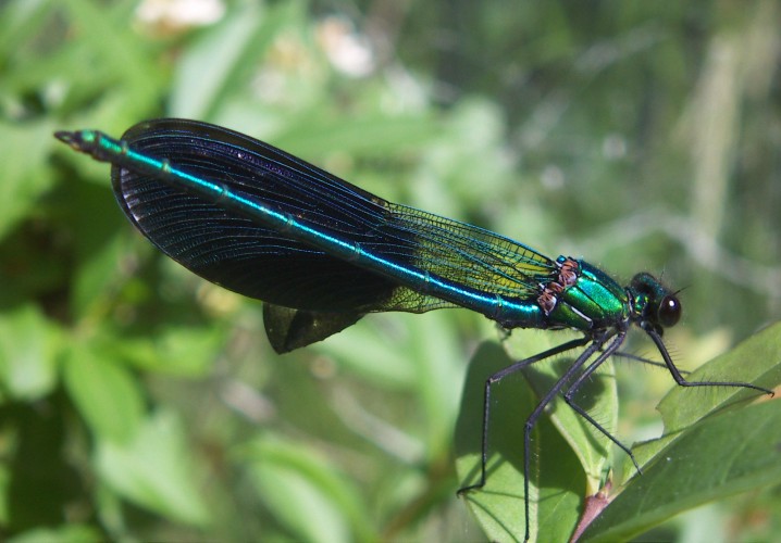 Western Demoiselle (Calopteryx xanthostoma)