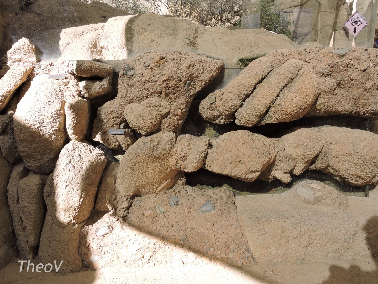 Western desert tarantula burrows [2015]