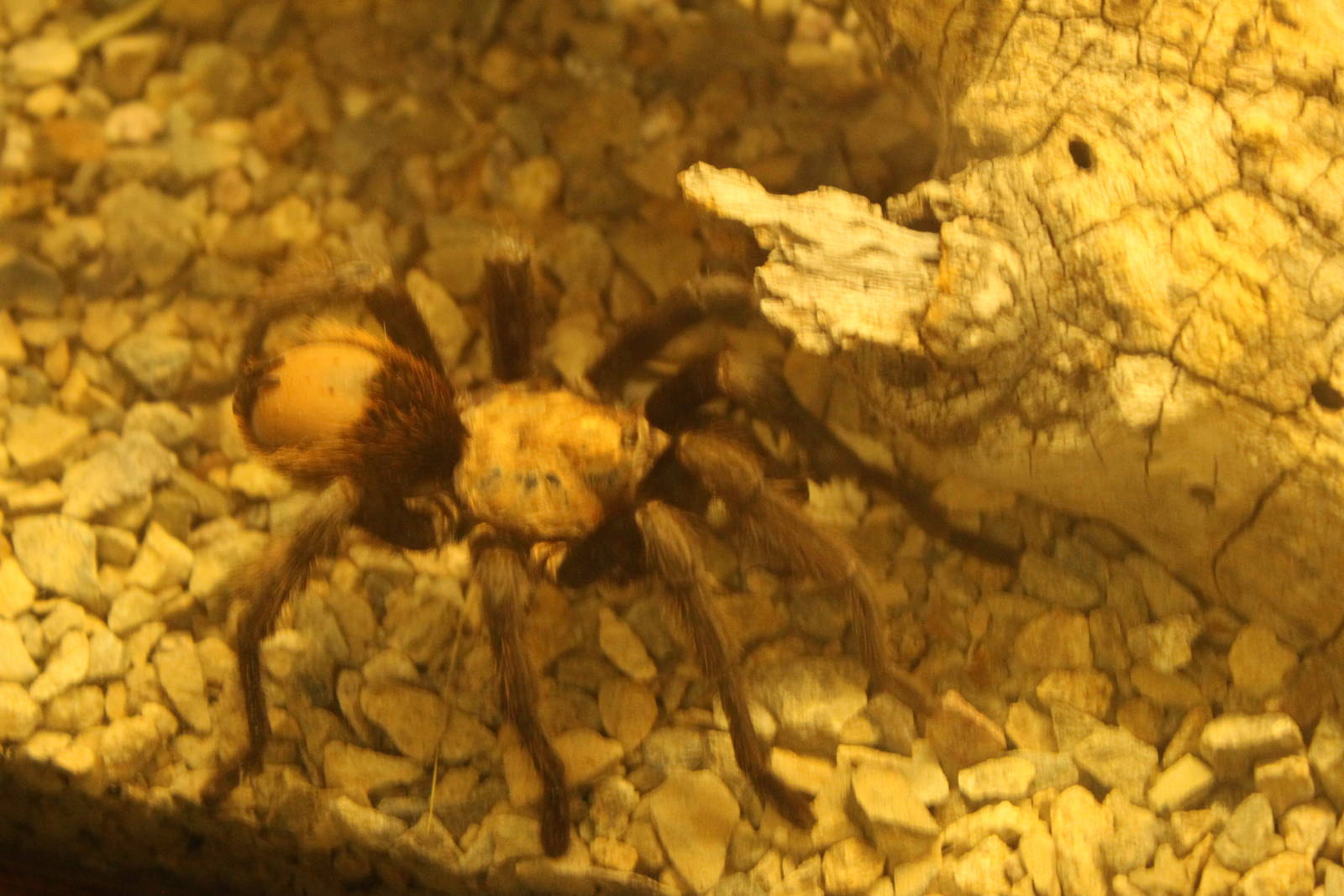 Western Desert Tarantula