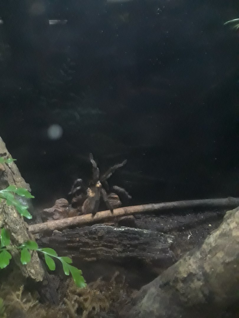 Western desert tarantula
