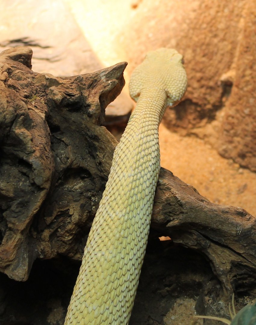 Western diamonback rattlesnake
