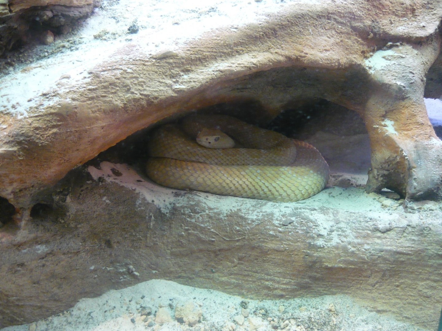 Western diamond-back rattlesnake (Crotalus atrox)