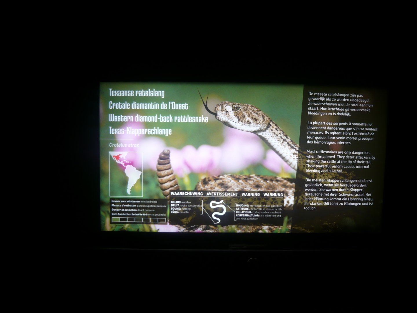 Western diamond-back rattlesnake info