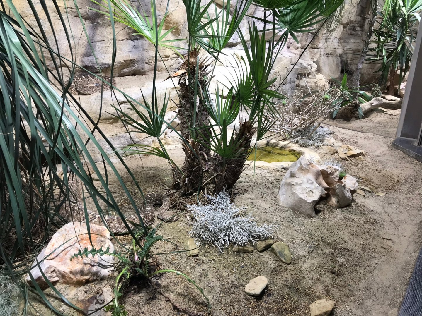 Western diamond-backed rattlesnake 270118