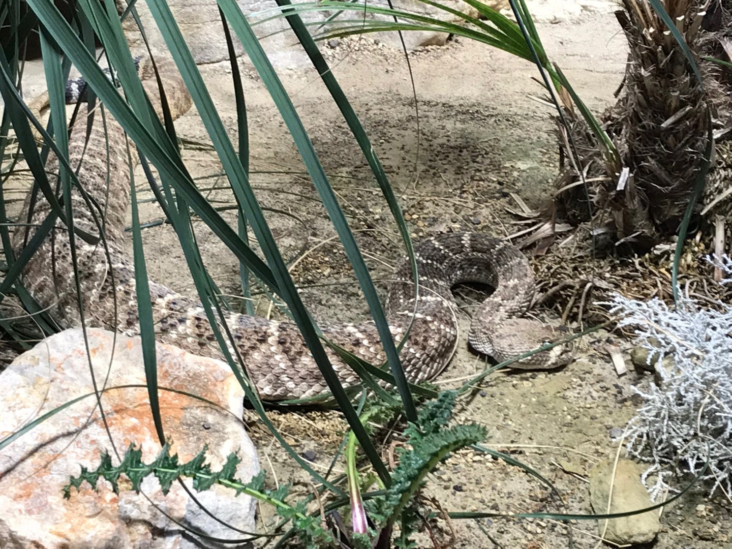 Western diamond-backed rattlesnake 270118