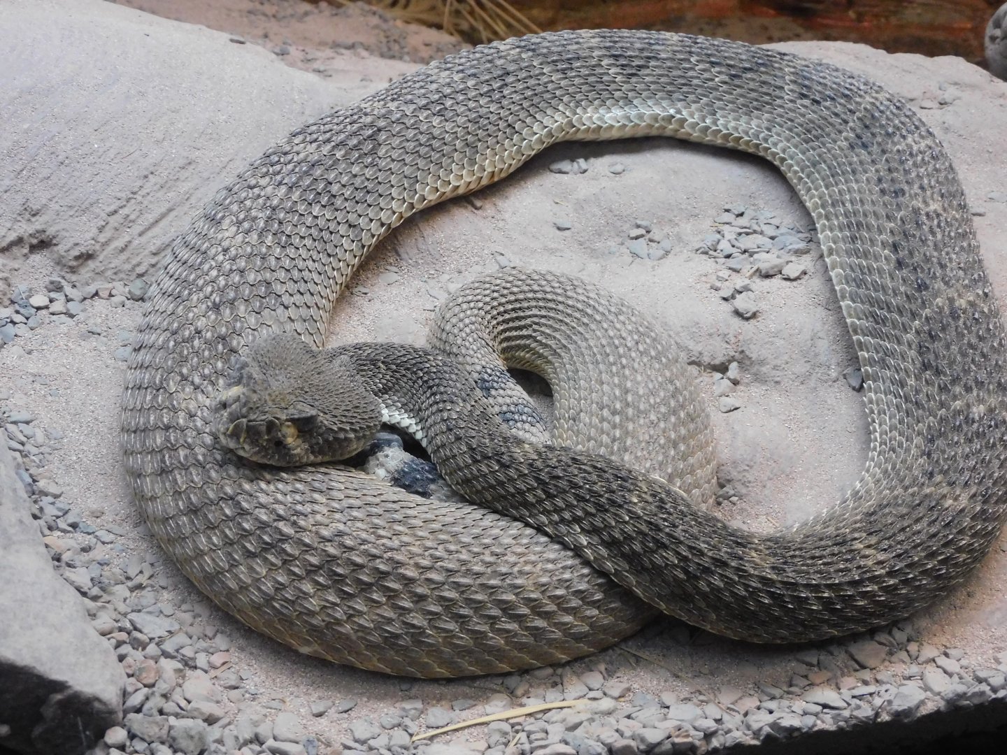 Western Diamond rattlesnake