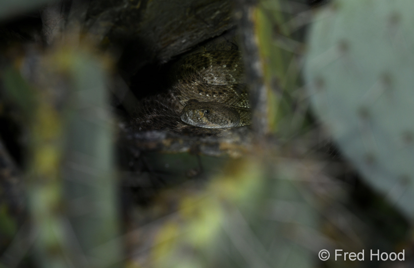 western diamondback in prickly pear