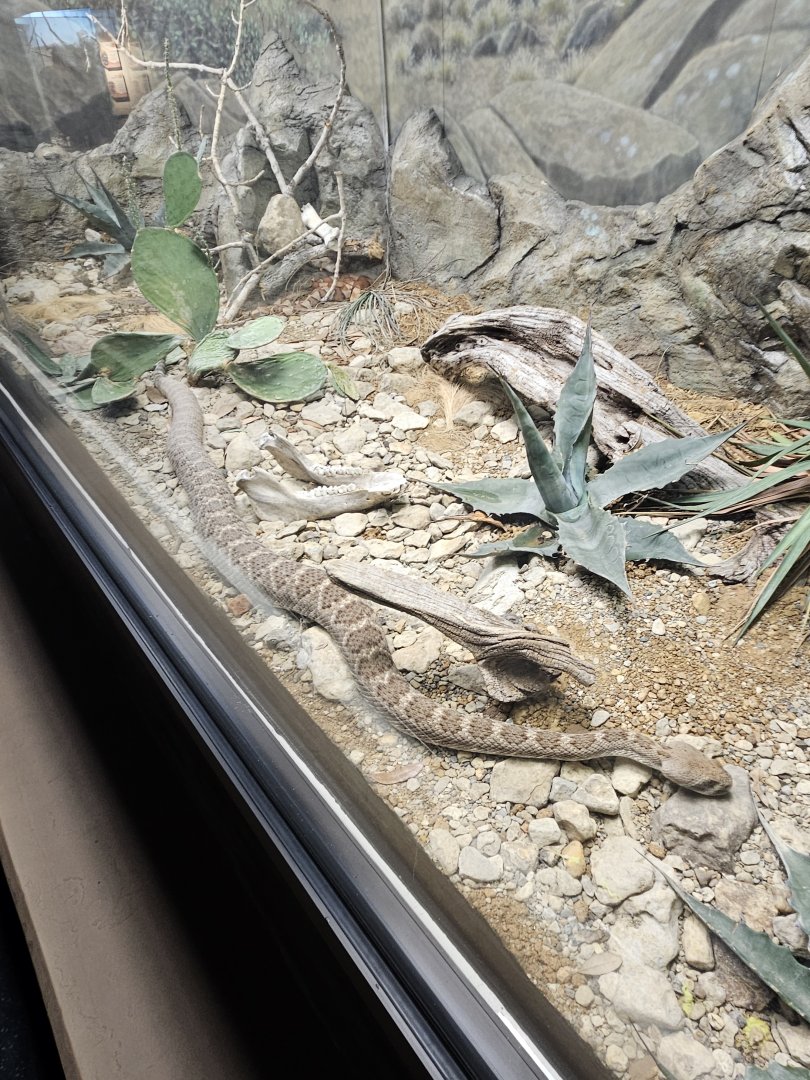 Western diamondback rattler