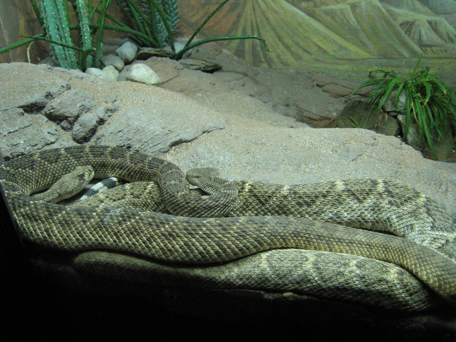 Western Diamondback Rattlers