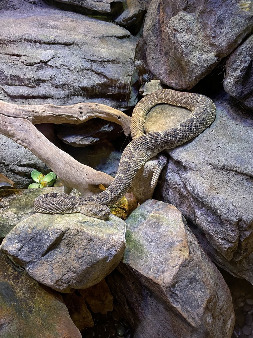 Western Diamondback Rattlesnake (3/12/23)
