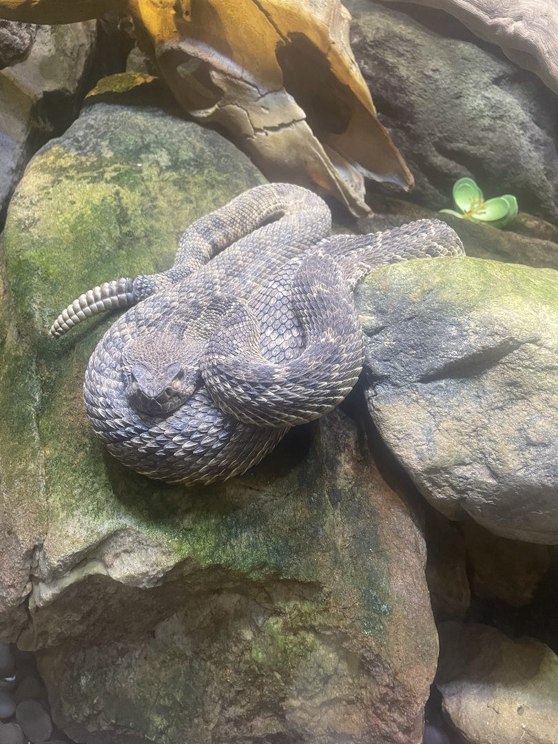 Western Diamondback Rattlesnake (6/11/23)