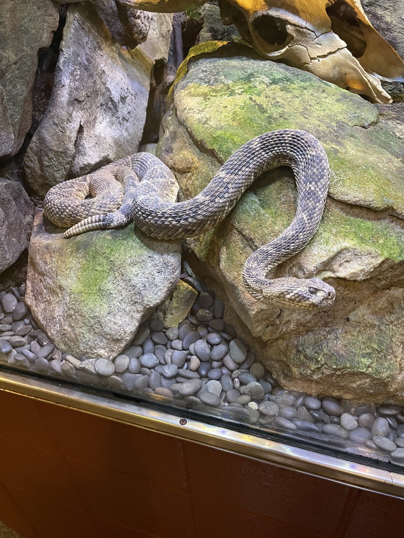 Western Diamondback Rattlesnake (6/4/23)