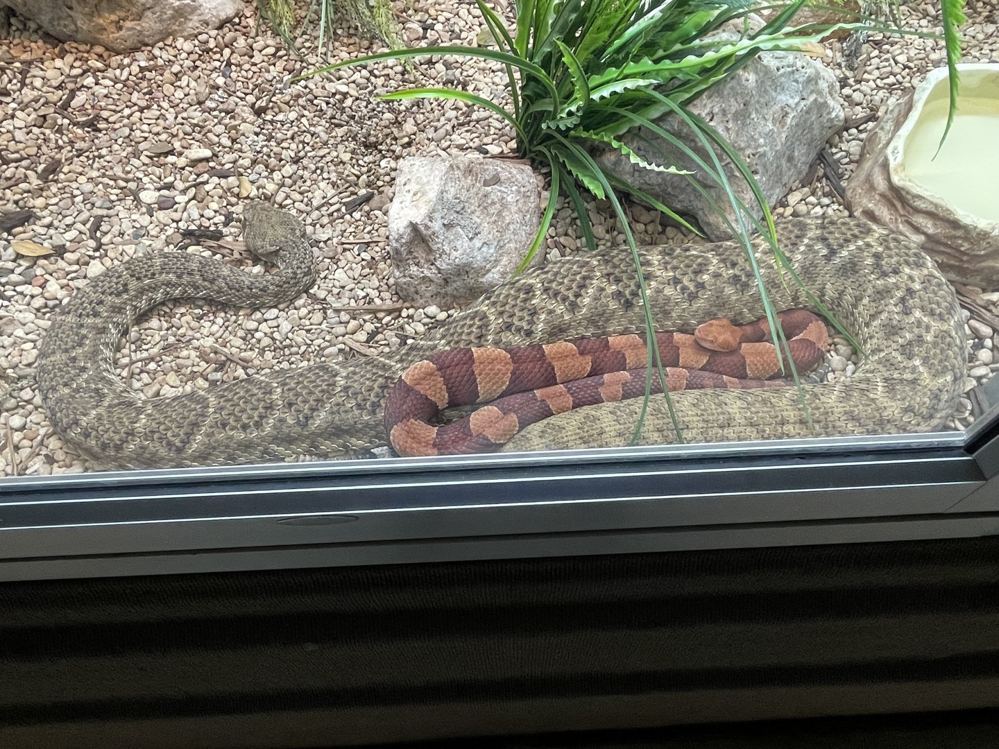 Western diamondback rattlesnake and broad banded copperhead cuddling