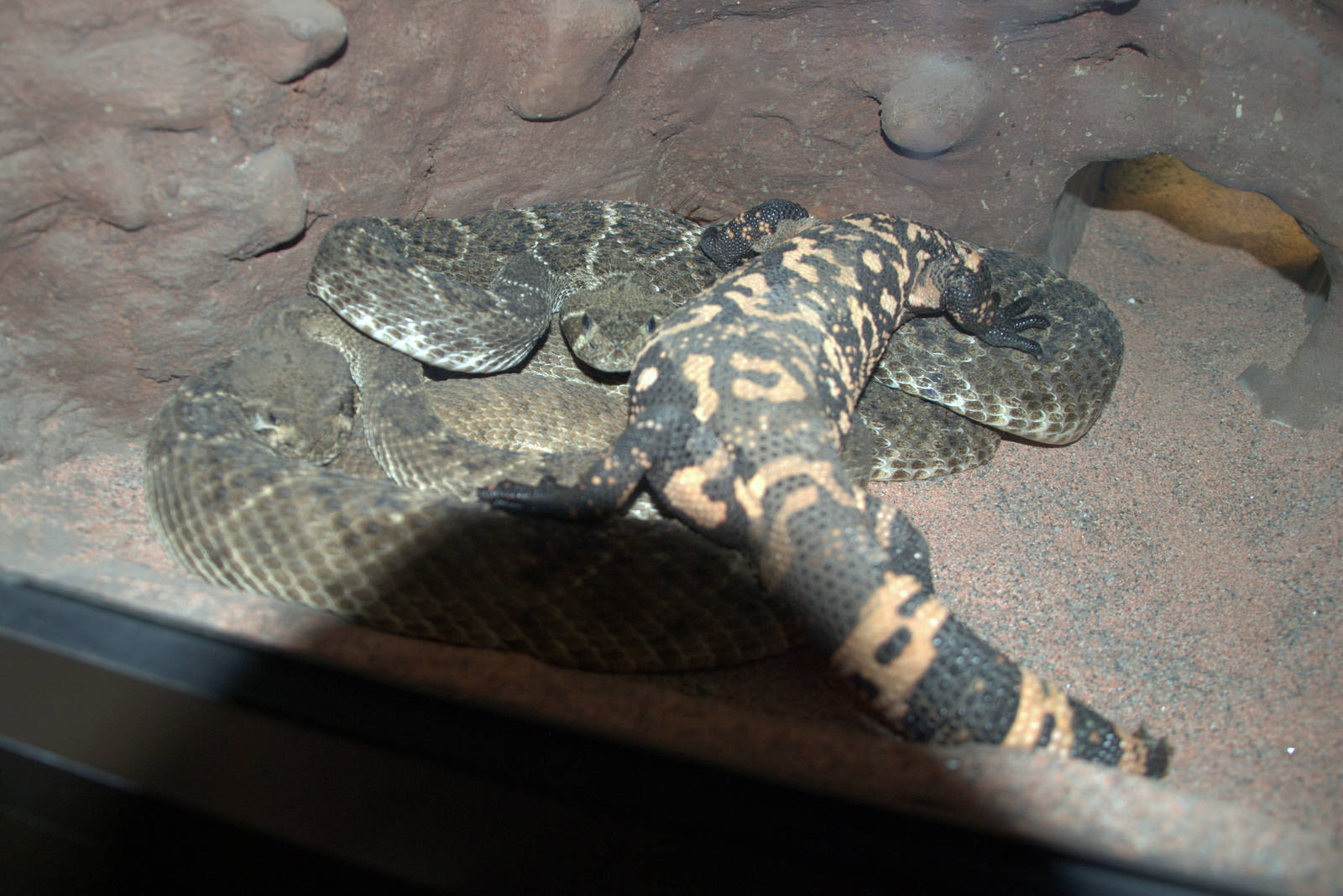 Western Diamondback Rattlesnake and Gila Monster