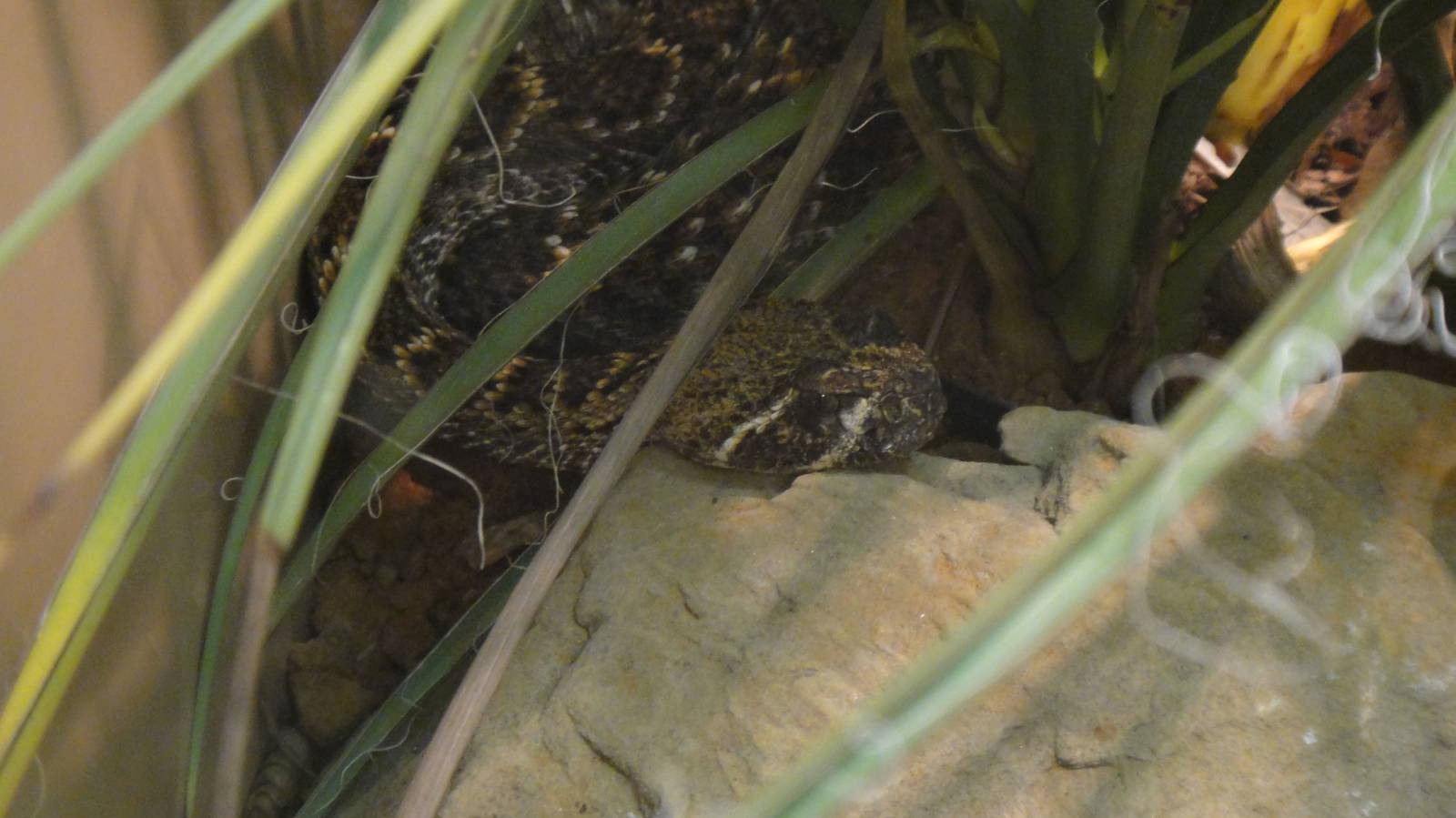 Western Diamondback Rattlesnake at Dallas zoo 2015-03-12