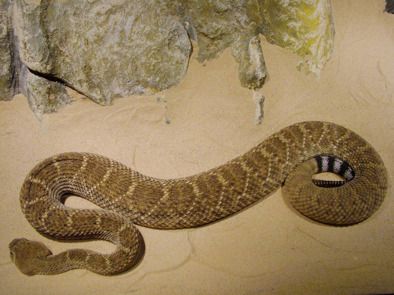 Western Diamondback Rattlesnake at West Mids, 05/05/12