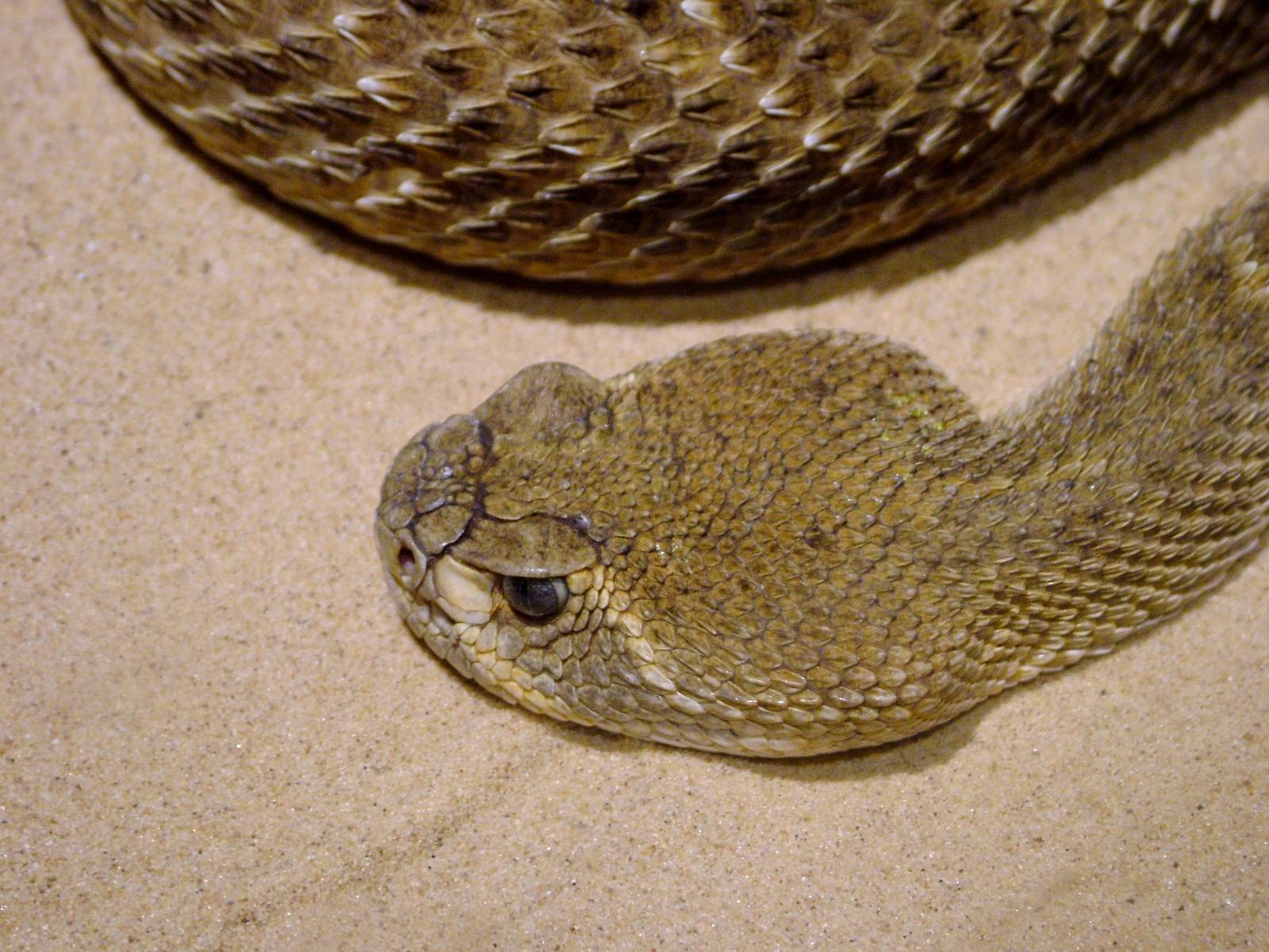 Western Diamondback Rattlesnake at West Mids, 05/05/12