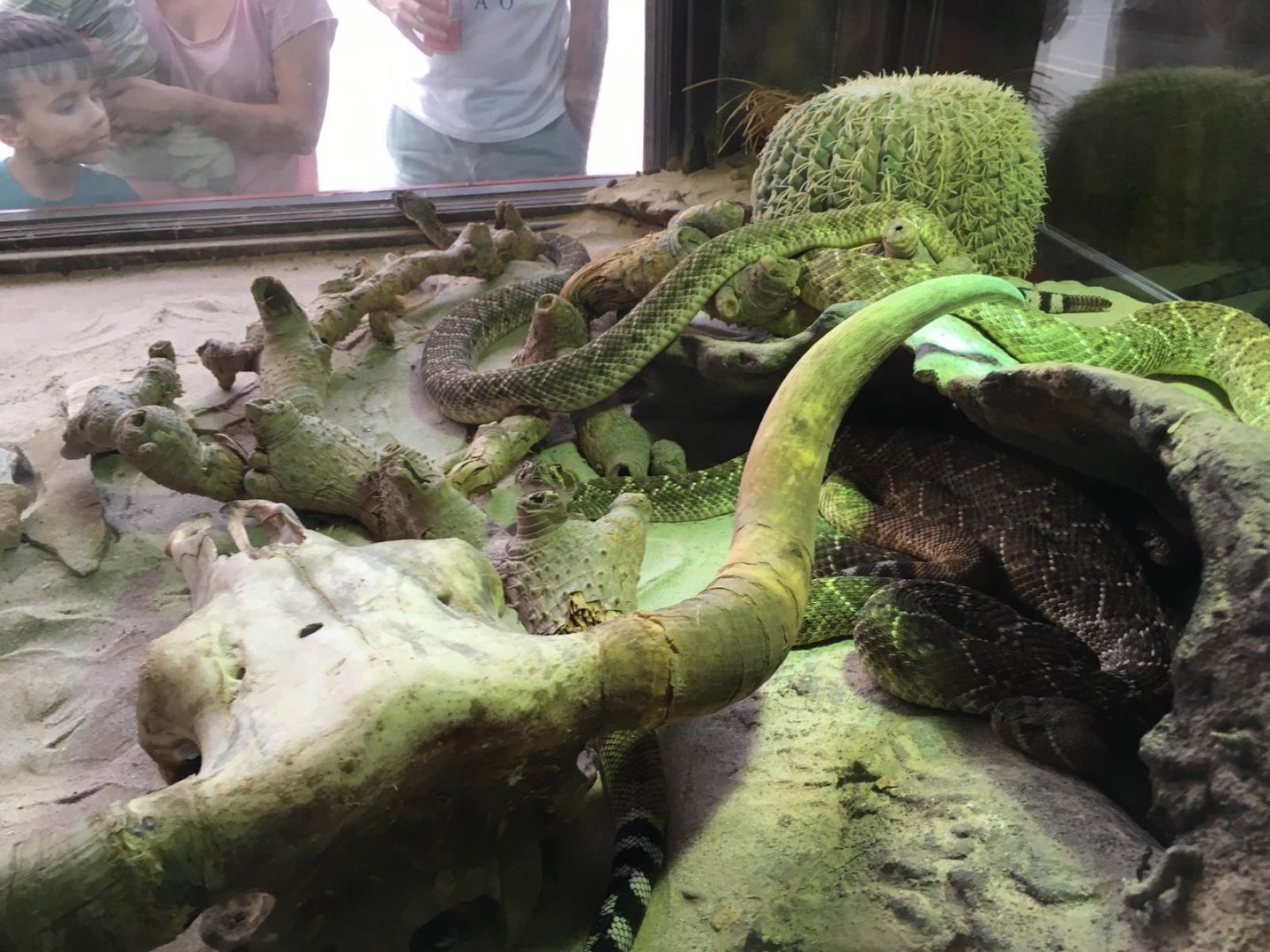 Western diamondback rattlesnake-Cabarceno 2019