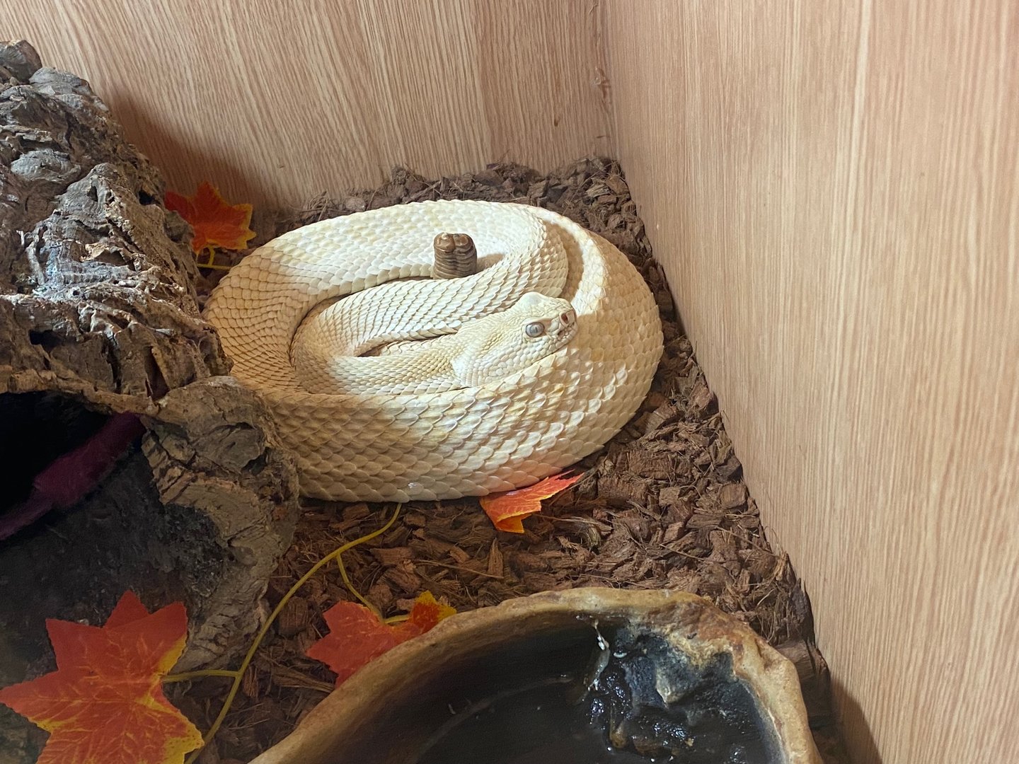 Western diamondback rattlesnake (Crocs R Us, Bristol) 040923