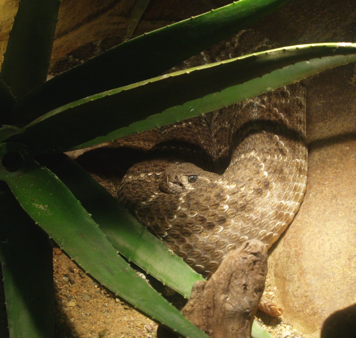 Western diamondback rattlesnake (Crotalus atrox), 2014-02-16