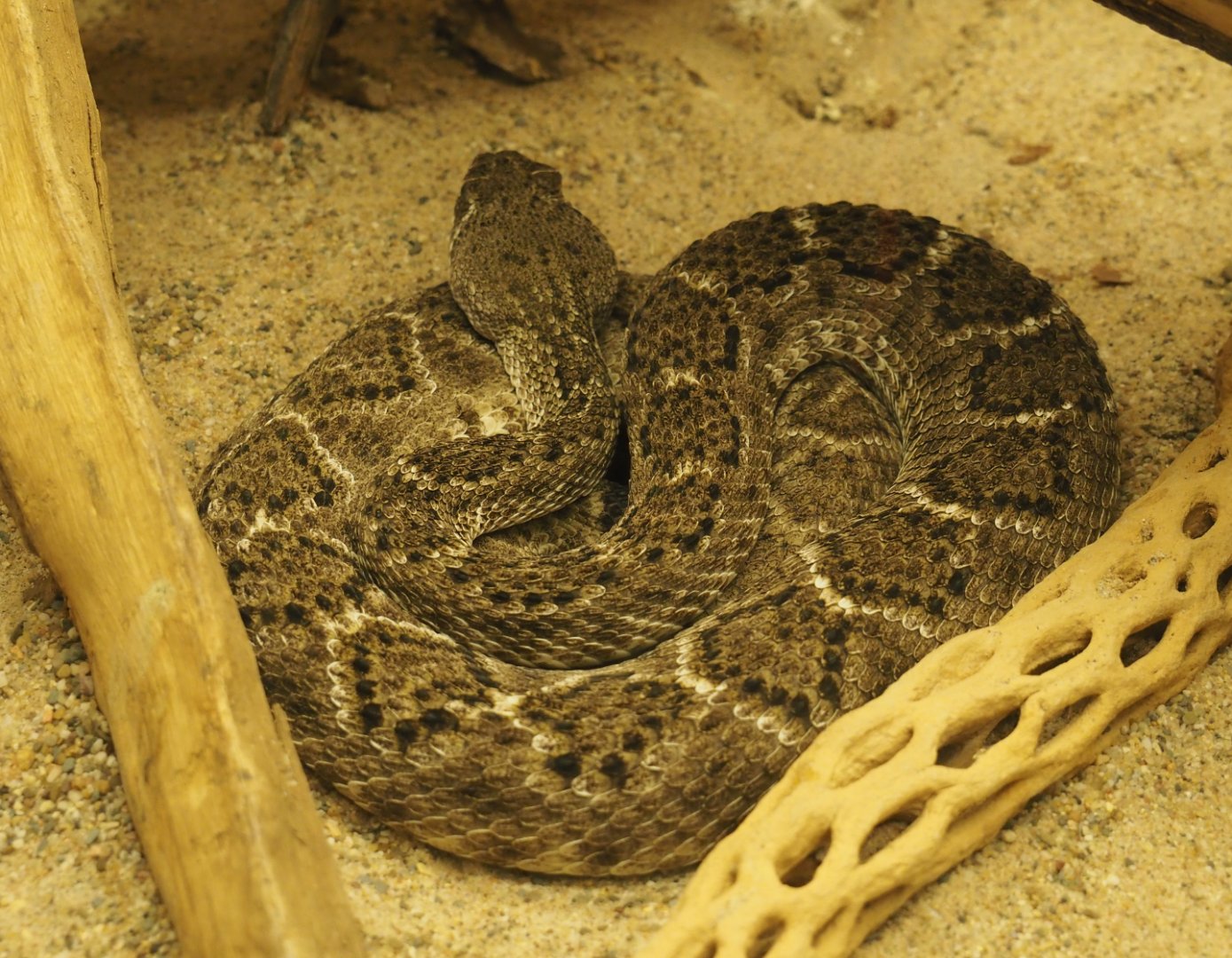 Western diamondback rattlesnake (Crotalus atrox), 2019-12-30