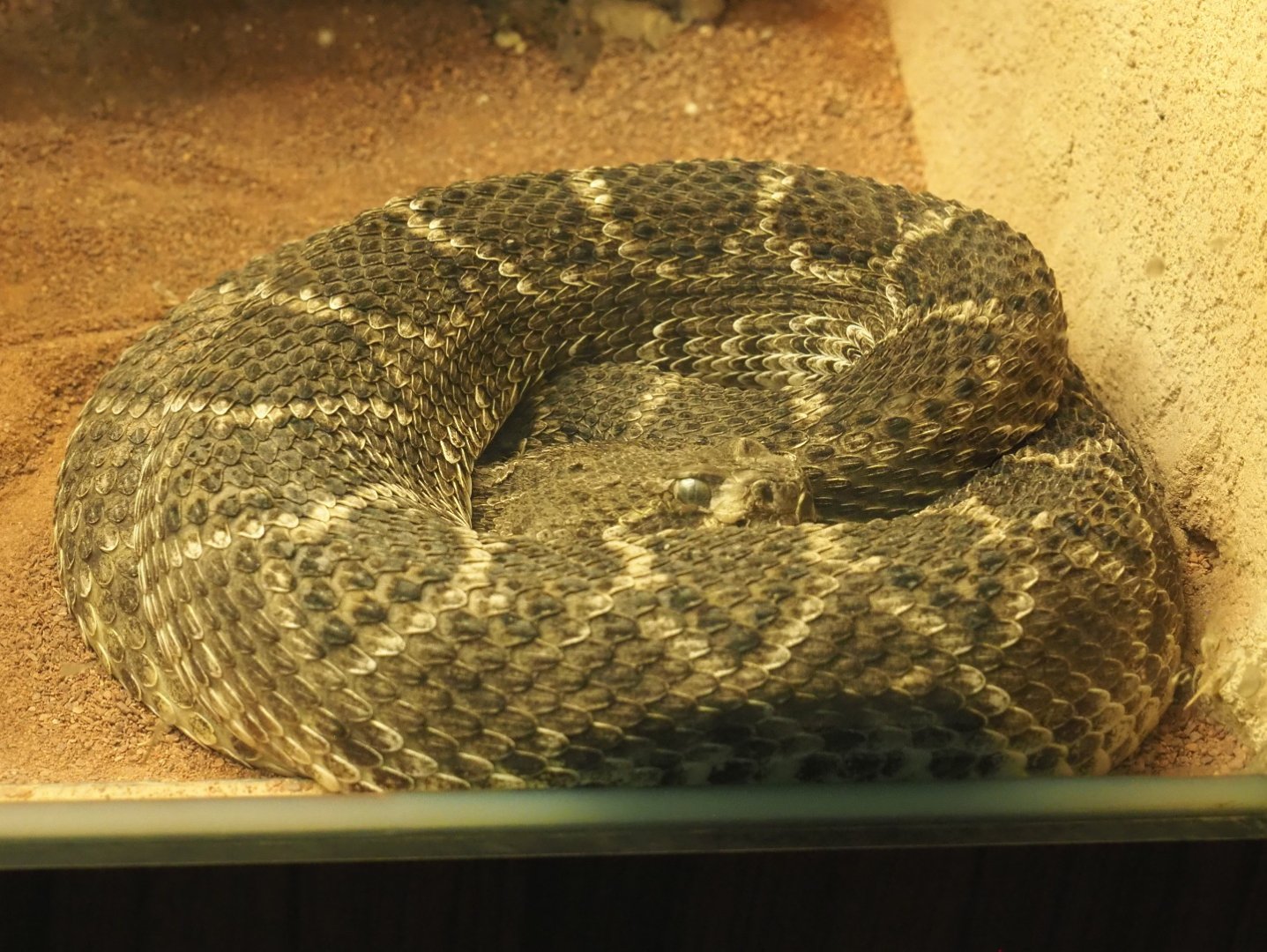 Western diamondback rattlesnake (Crotalus atrox), 2021-06-12