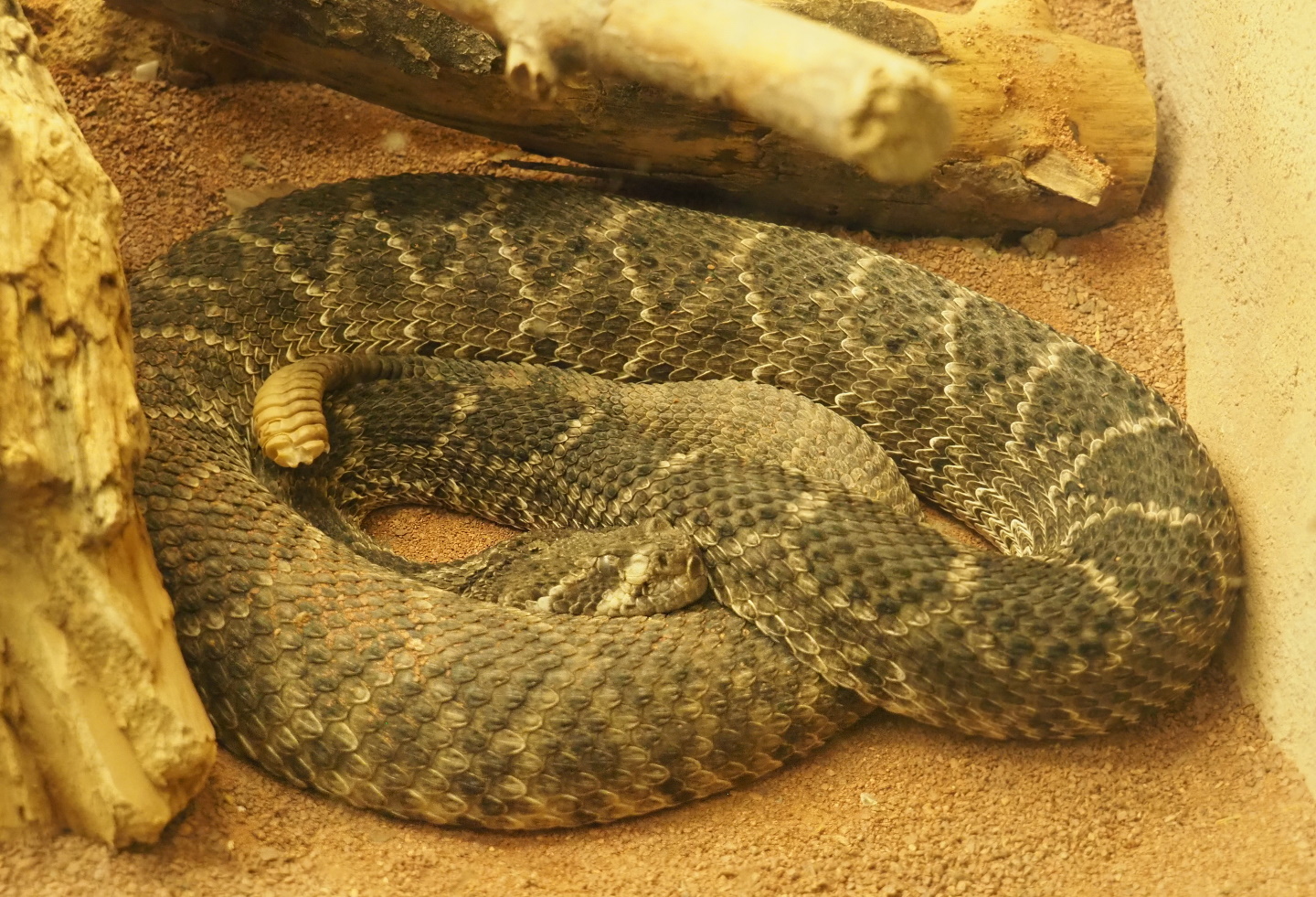 Western diamondback rattlesnake (Crotalus atrox), 2021-07-17