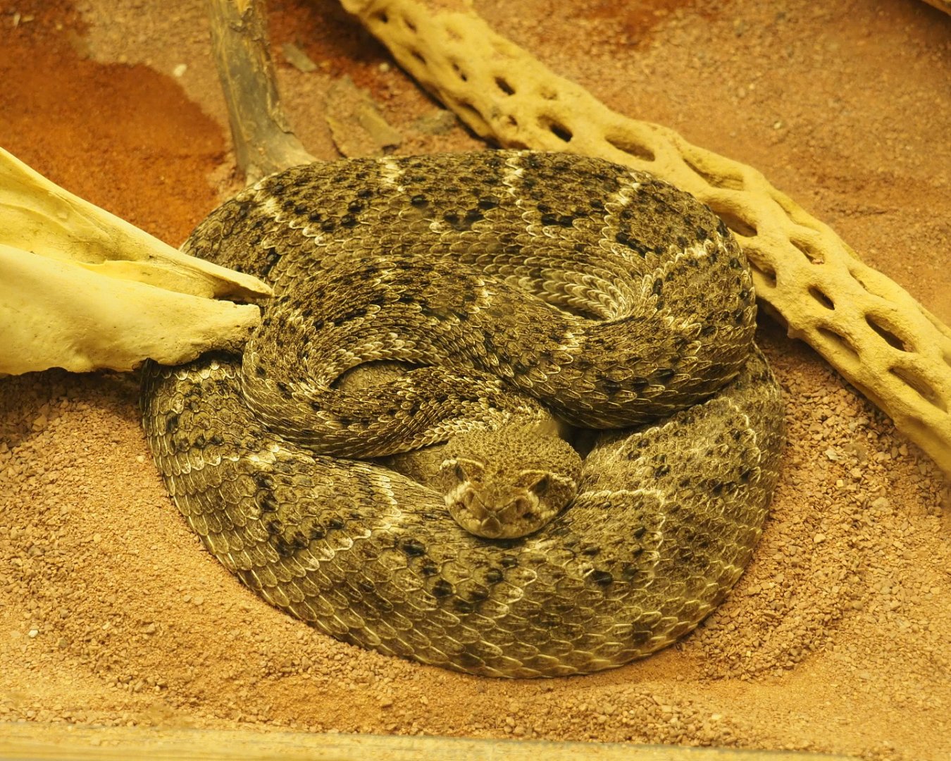 Western diamondback rattlesnake (Crotalus atrox), 2021-07-17