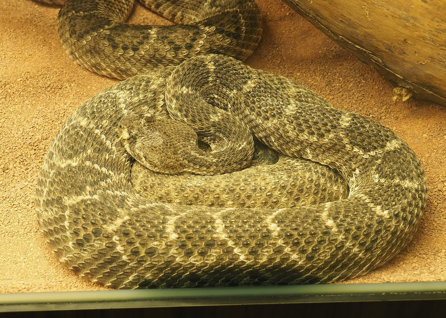 Western diamondback rattlesnake (Crotalus atrox), 2022-09-04