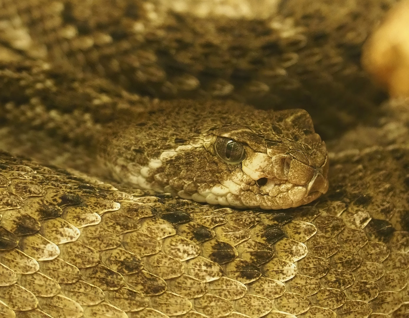 Western diamondback rattlesnake (Crotalus atrox), 2022-10-29