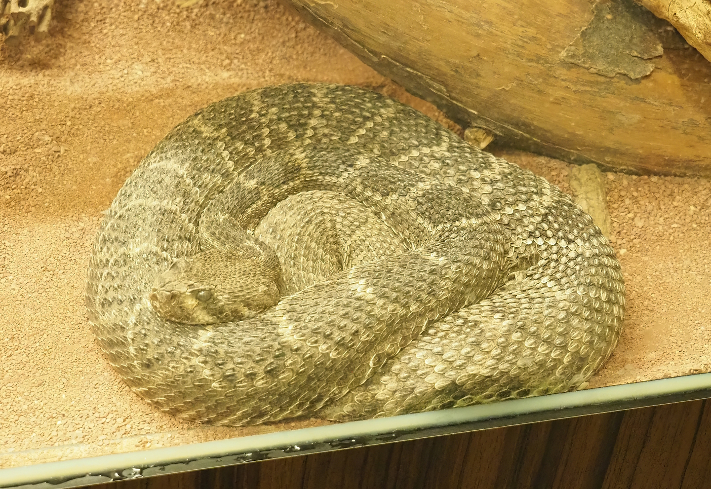 Western diamondback rattlesnake (Crotalus atrox), 2023-07-22