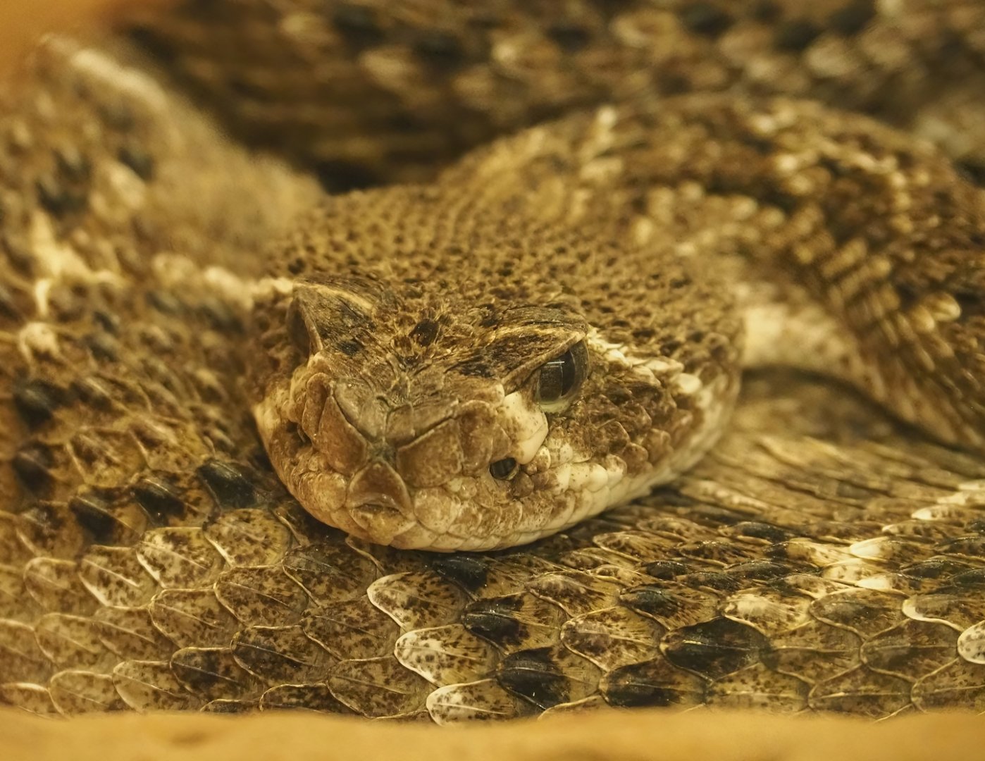 Western diamondback rattlesnake (Crotalus atrox), 2023-07-22