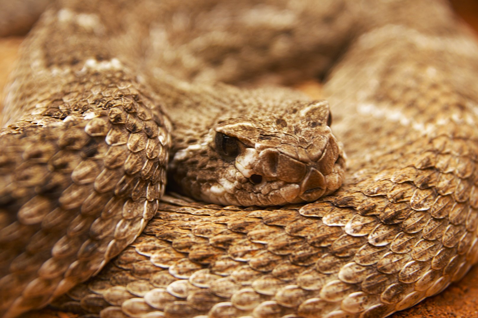 Western Diamondback Rattlesnake (Crotalus atrox), 2025-01-20