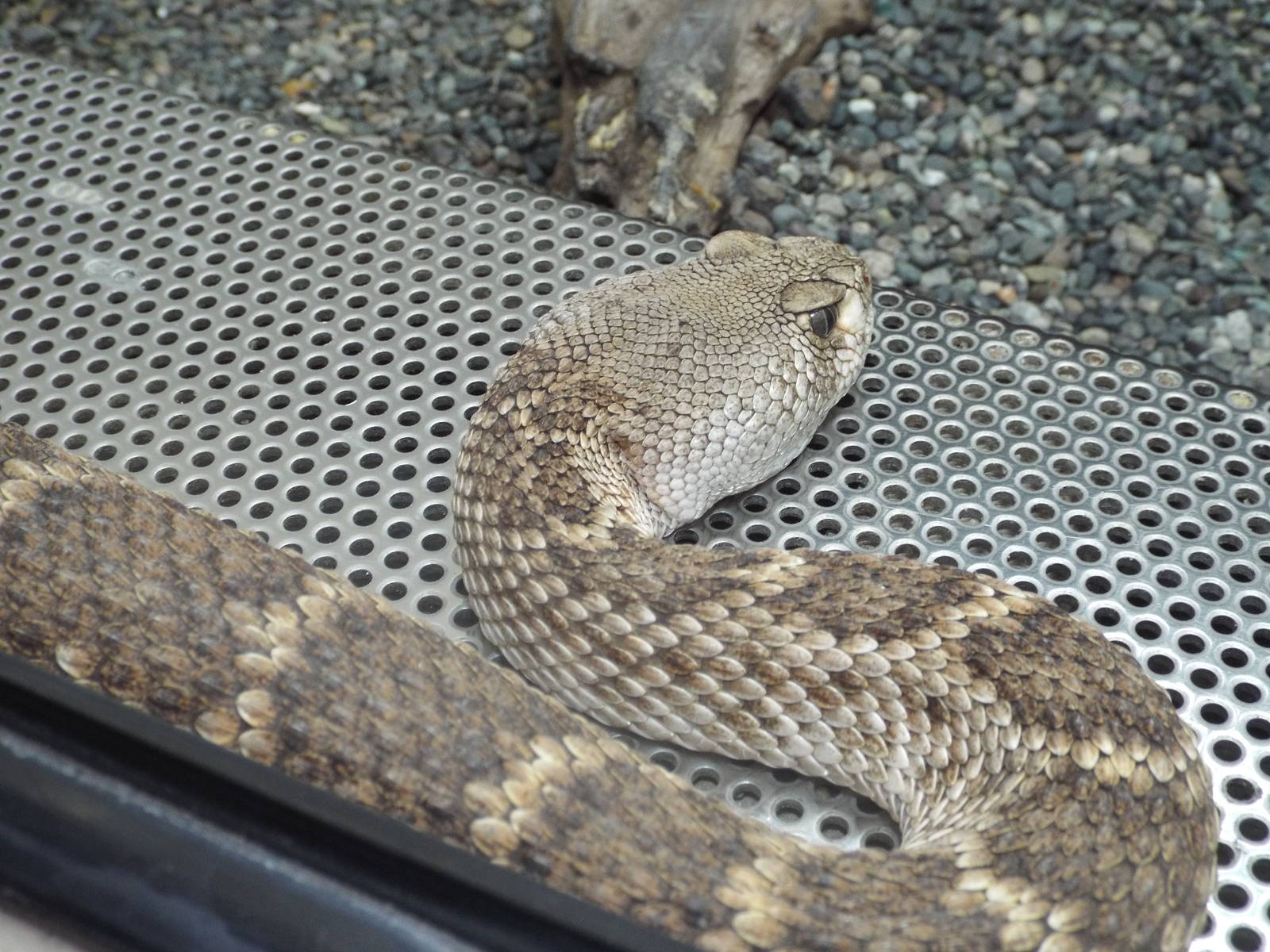 Western Diamondback Rattlesnake (Crotalus atrox) at Berlin Zoo Aquarium - 4