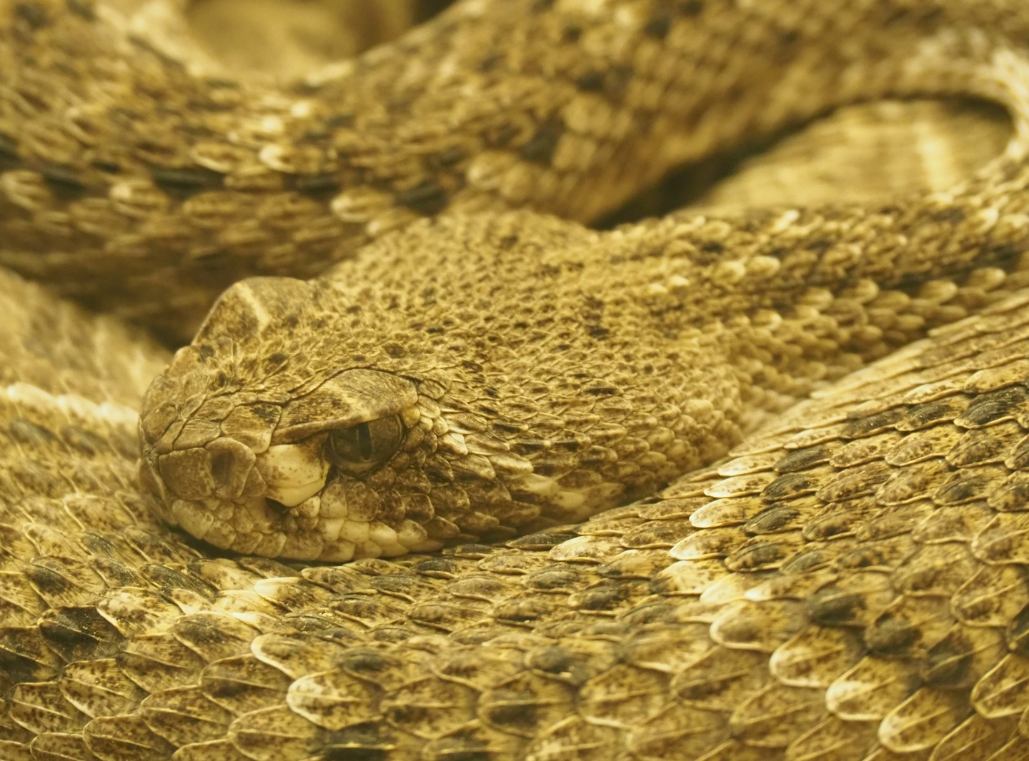 Western diamondback rattlesnake (Crotalus atrox), Feb 27th, 2019
