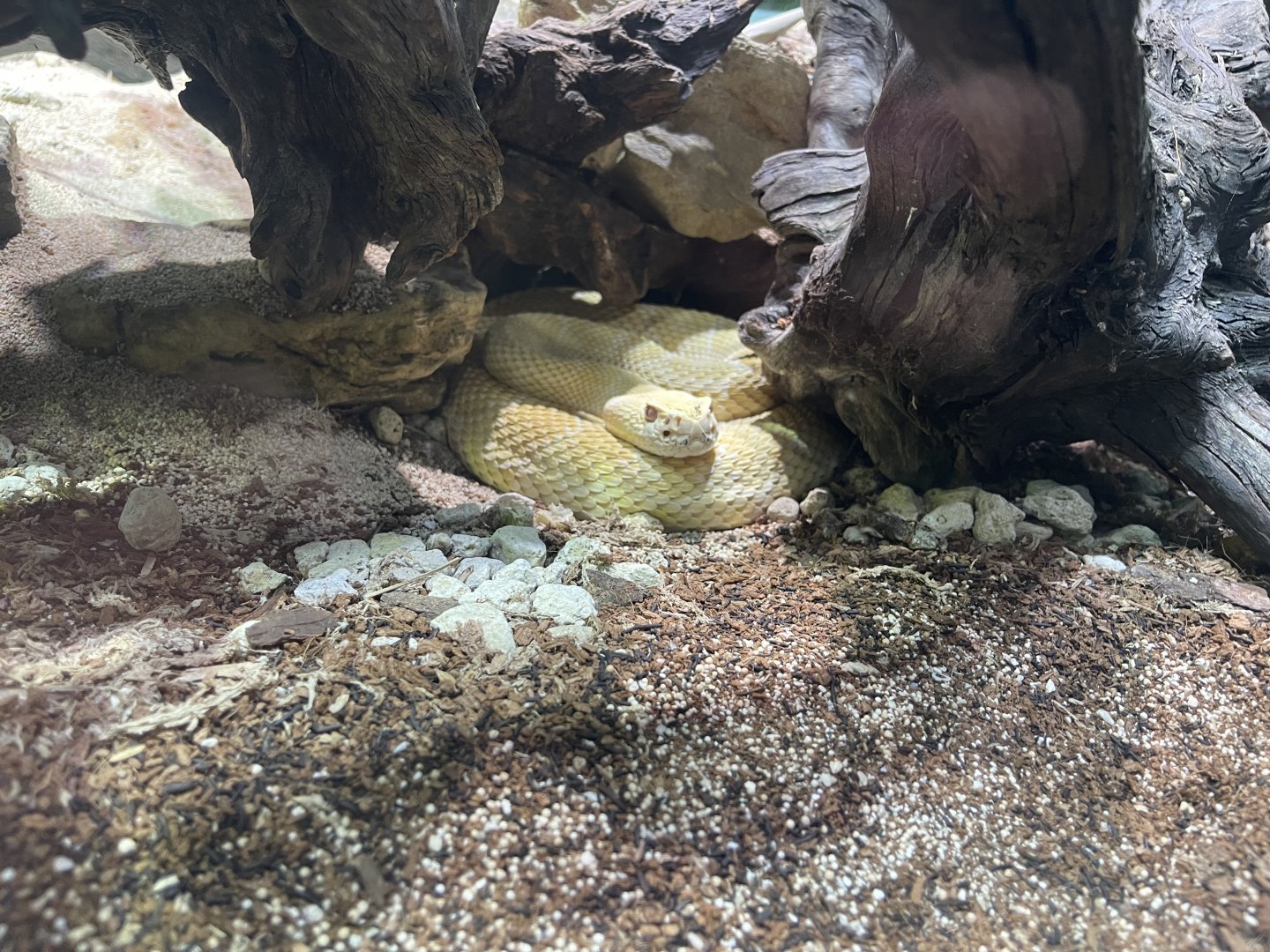 western diamondback rattlesnake (crotalus atrox) - museum komodo