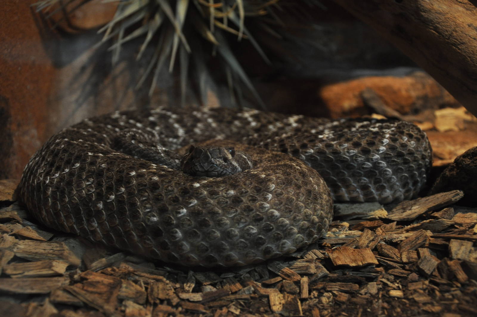 Western diamondback rattlesnake/ Crotalus atrox