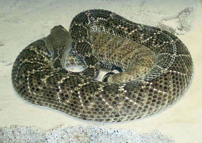 Western Diamondback Rattlesnake (Crotalus atrox)