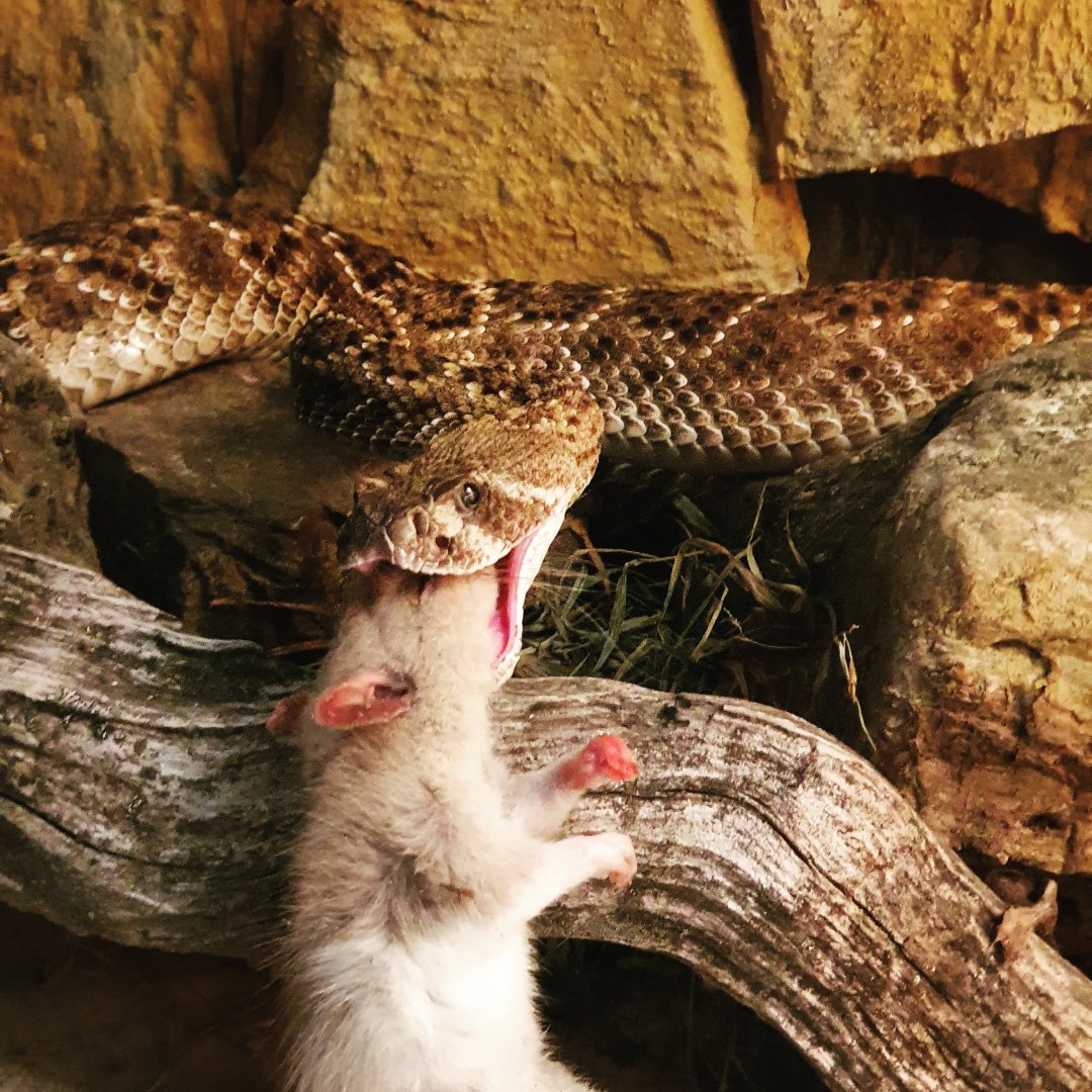 Western Diamondback Rattlesnake - Crotalus atrox