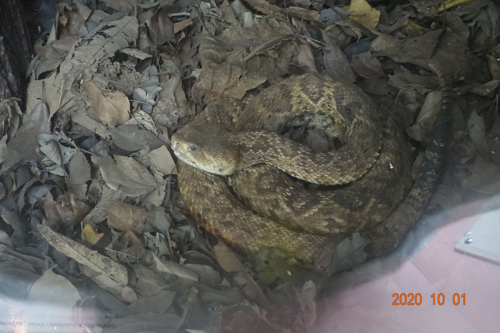 Western Diamondback Rattlesnake (Crotalus atrox)