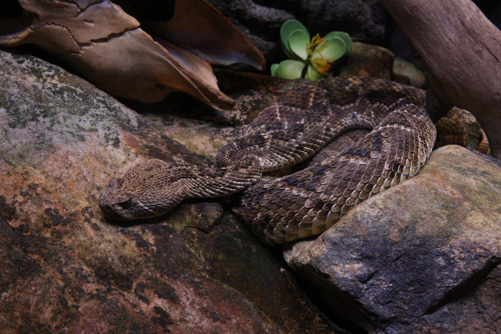 Western Diamondback Rattlesnake/ Crotalus atrox