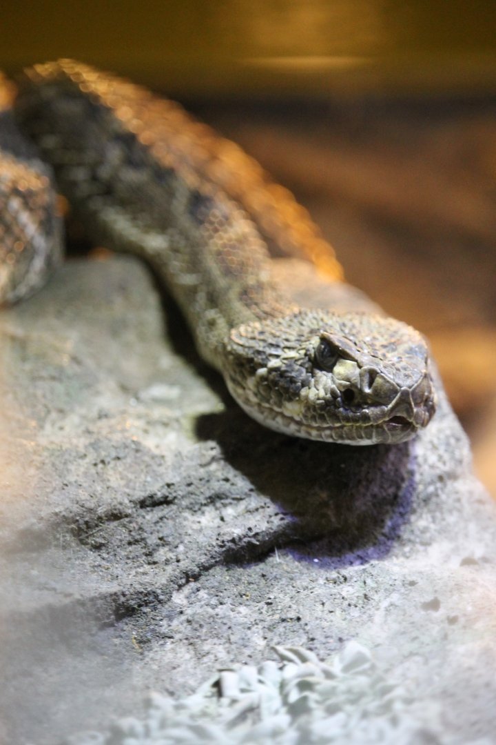 Western Diamondback rattlesnake (Crotalus atrox)
