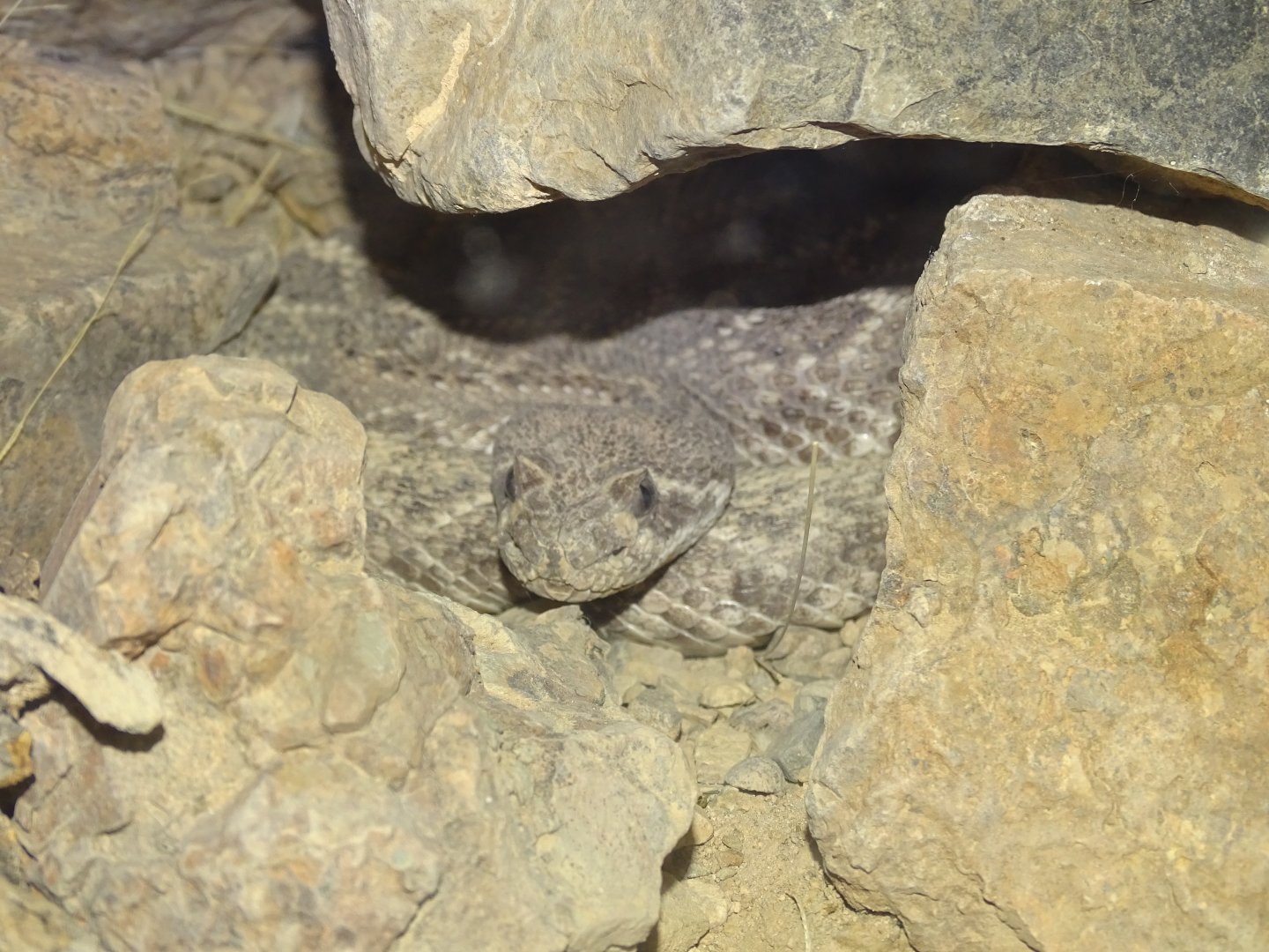 Western diamondback rattlesnake (Crotalus atrox)