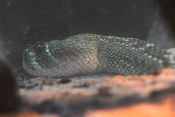 Western diamondback rattlesnake (Crotalus atrox)