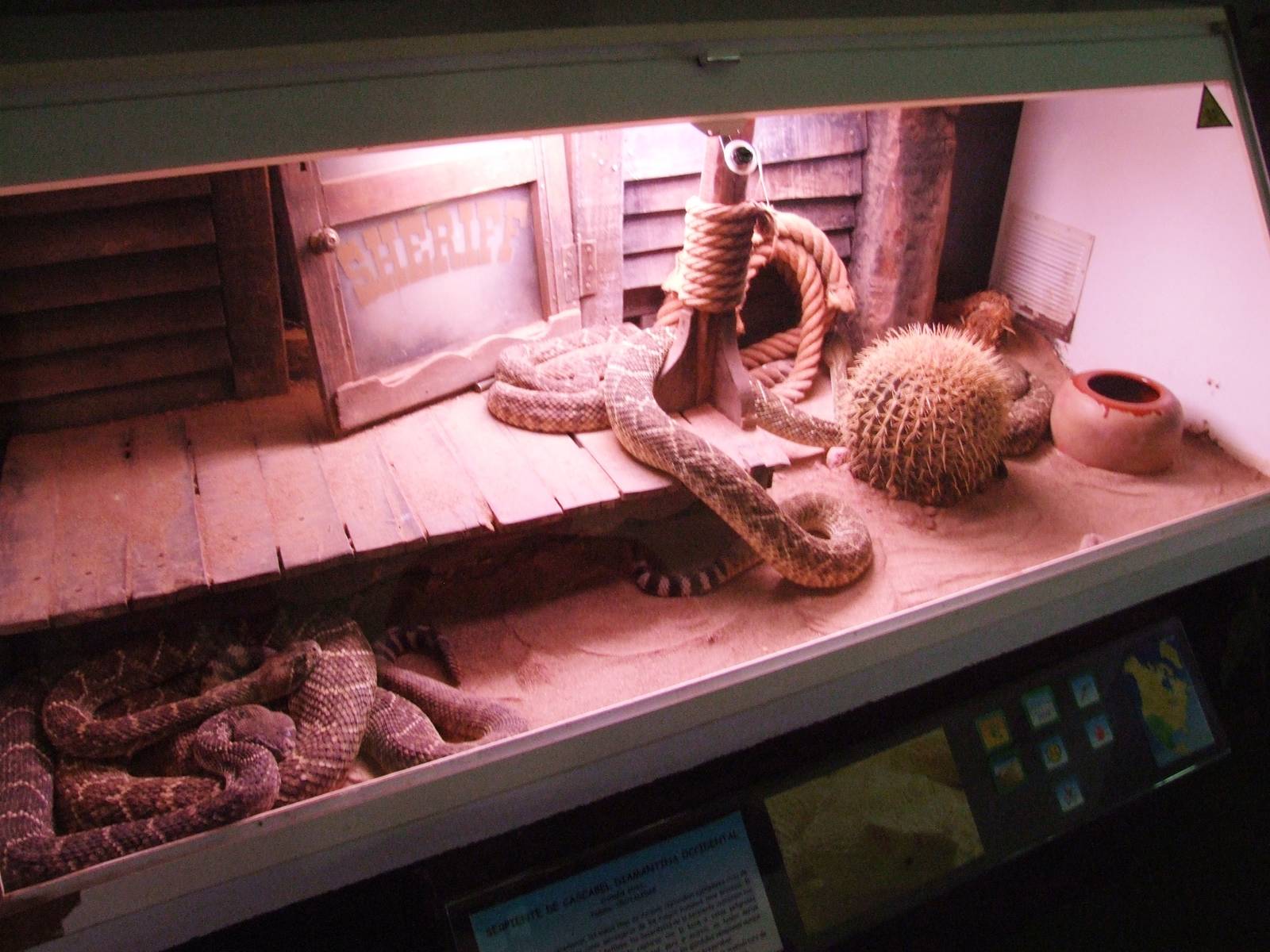 Western Diamondback Rattlesnake Exhibit at Cabarceno, 11/06/15